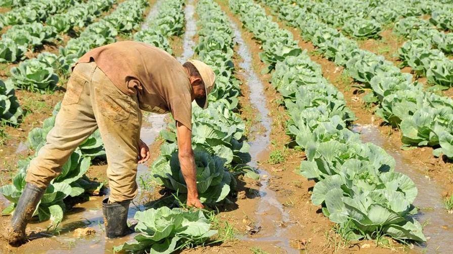 Este sábado se celebra el Día del Agricultor en República Dominicana