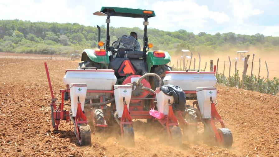 Ministerio de Agricultura siembra 30 mil tareas de maíz en Puerto Plata Ministerio de Agricultura siembra 30 mil tareas de maíz en Puerto Plata