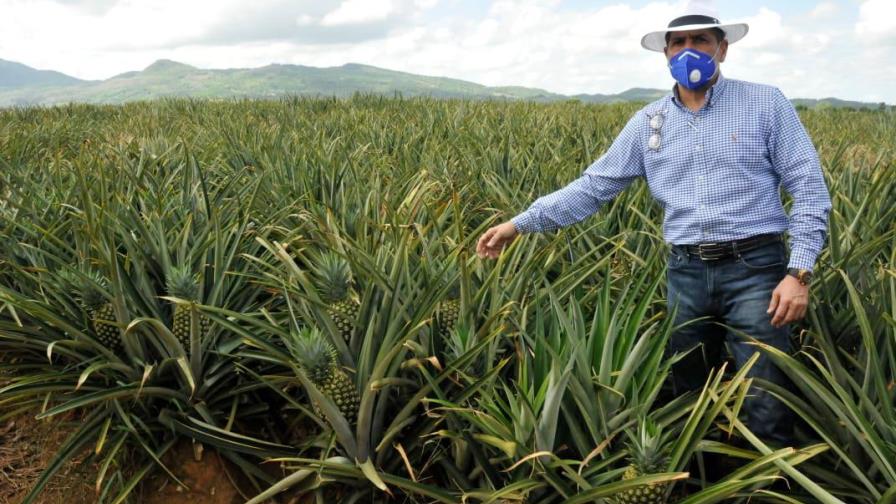 Gobierno anuncia apoyo a productores de piña en Cotuí