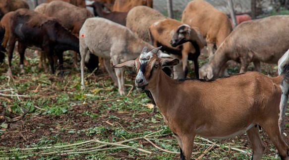 Agricultura anuncia invertirá RD$531 millones para impulsar crianza de ovejas y cabras
