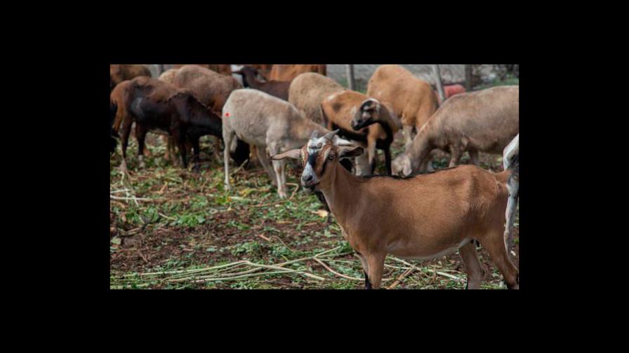 Agricultura anuncia invertirá RD$531 millones para impulsar crianza de ovejas y cabras