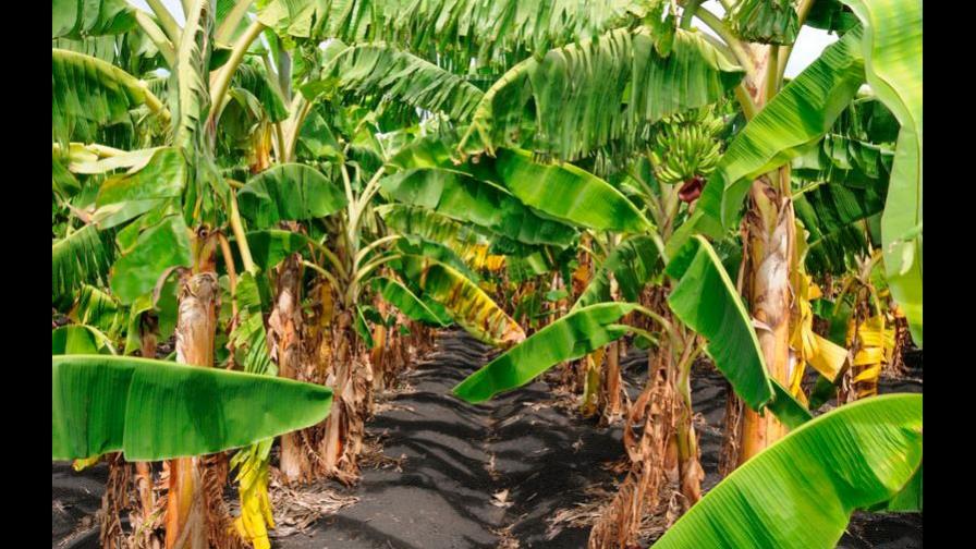 República Dominicana suspende importación de productos de Perú y Colombia