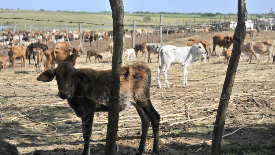 Agricultura y Ceagana ejecutan proyecto para mejorar calidad del ganado
