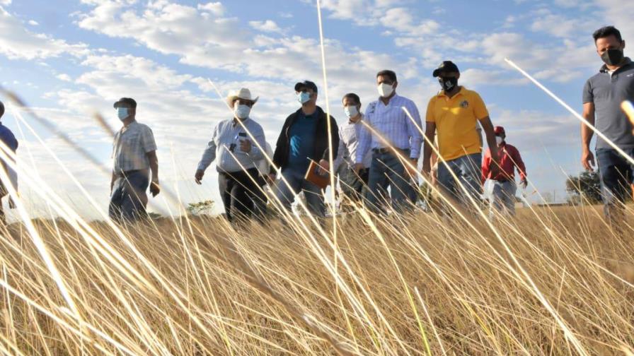 Ministro Agricultura anuncia instalación de planta de tratamiento de pasto en Dajabón