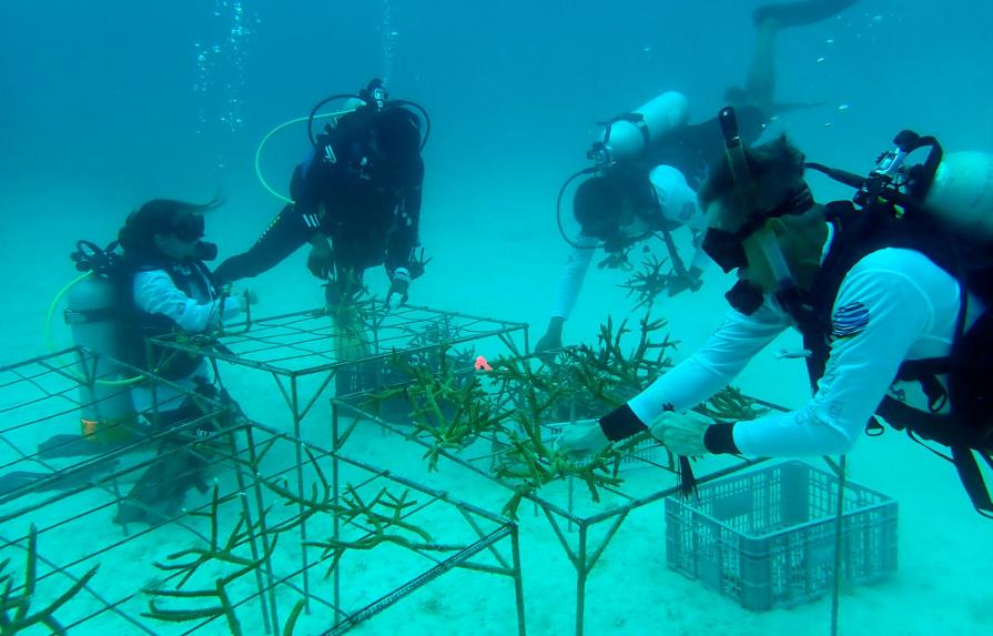 Desarrollan en RD, Costa Rica y Honduras  trasplante masivo de corales 