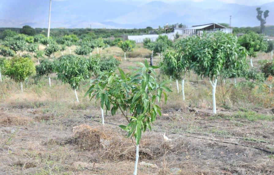Gobierno destina RD$160 millones para impulsar el sector mango