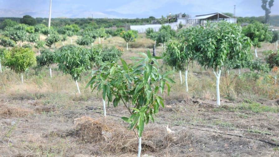 Gobierno destina RD$160 millones para impulsar el sector mango