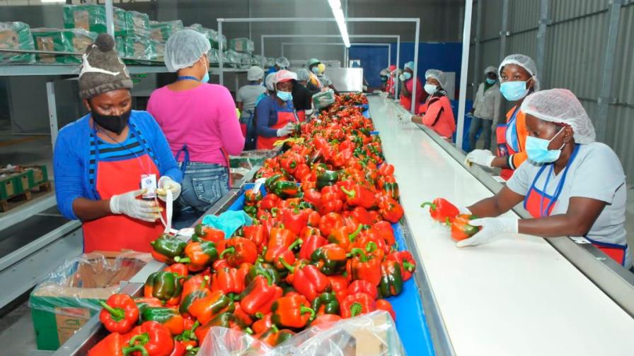 Productores de Ocoa exportarán cuatro millones de libras de ají morrón