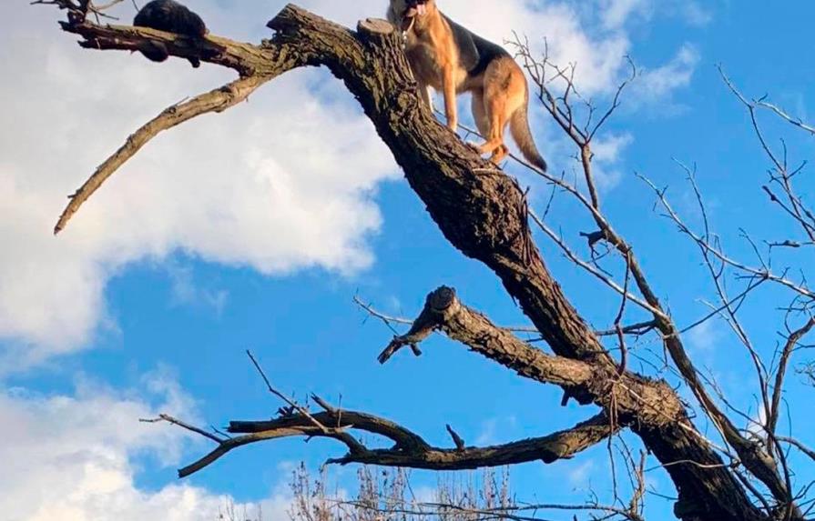 Un perro queda atrapado en la cima de un árbol mientras perseguía a un gato 