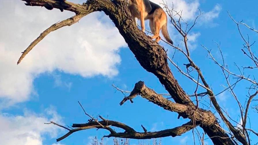 Un perro queda atrapado en la cima de un árbol mientras perseguía a un gato 