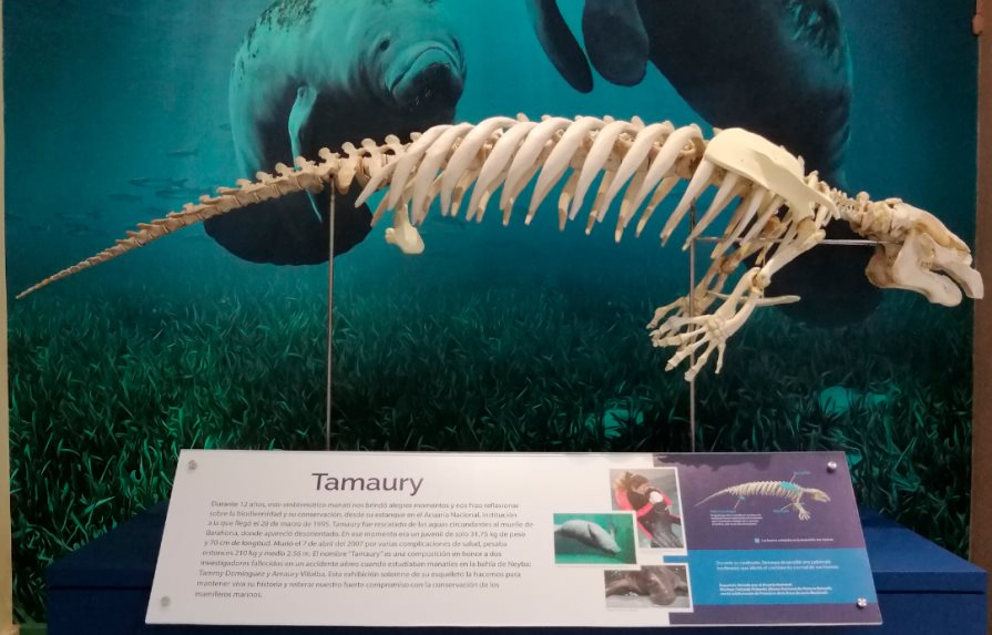 Museo de Historia Natural estrena exhibición del manatí Tamaury 
