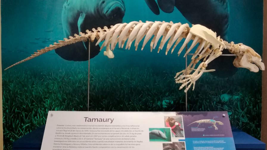 Museo de Historia Natural estrena exhibición del manatí Tamaury 