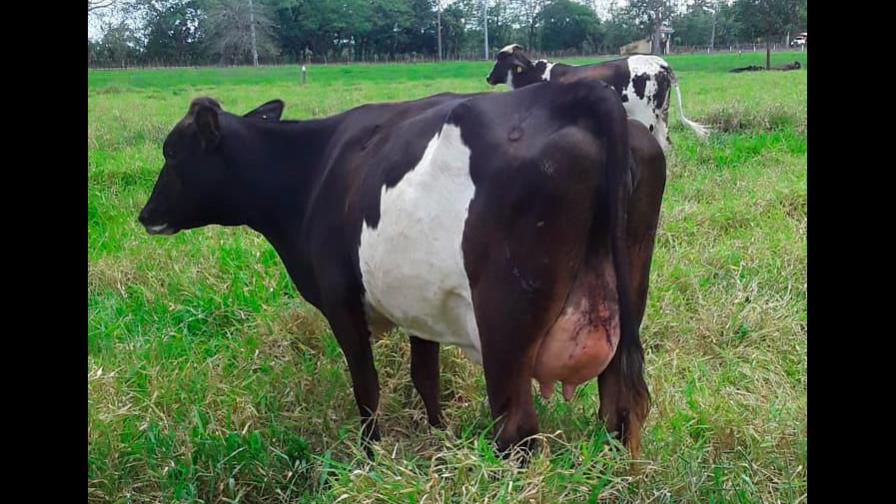 Gobierno ha adquirido 22 millones de litros de leche en el presente año escolar