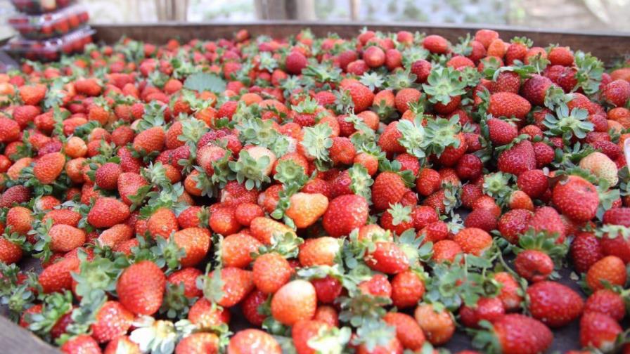 Medina apoya productores fresa