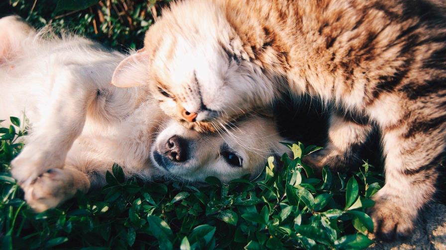 Cientos de gatos, perros o conejos, víctimas indirectas del coronavirus en Pakistán