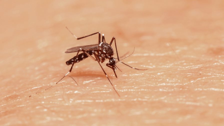 Especialista afirma mosquito registrado en Jarabacoa no representa una amenaza de salud pública 