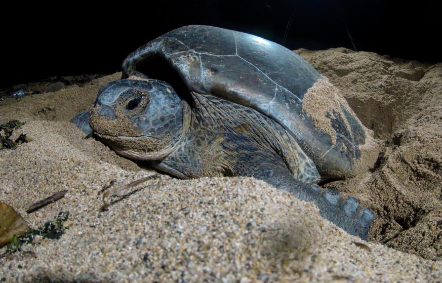 De Manresa a Venezuela, el viaje de   una tortuga verde de Santo Domingo