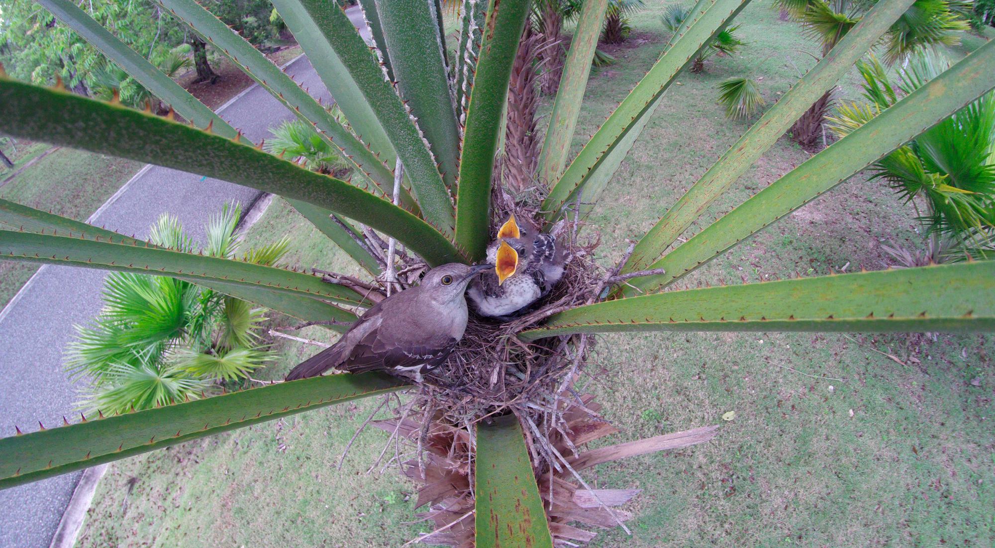 Ruiseñor, Mimuis polyglottos, en Santo Domingo