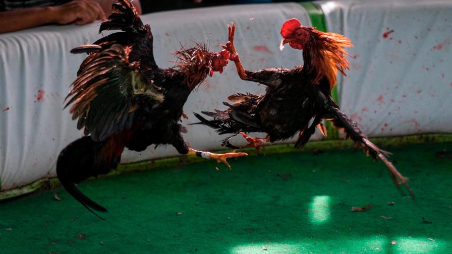 Detienen 25 jugadores de gallos por violación de medidas contra el coronavirus Detienen 25 jugadores de gallos por violación de medidas contra el coronavirus