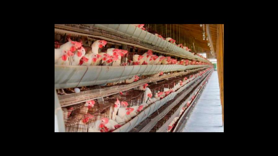 Dominicanos consumen más de 2,400 millones de huevos al año Dominicanos consumen más de 2,400 millones de huevos al año