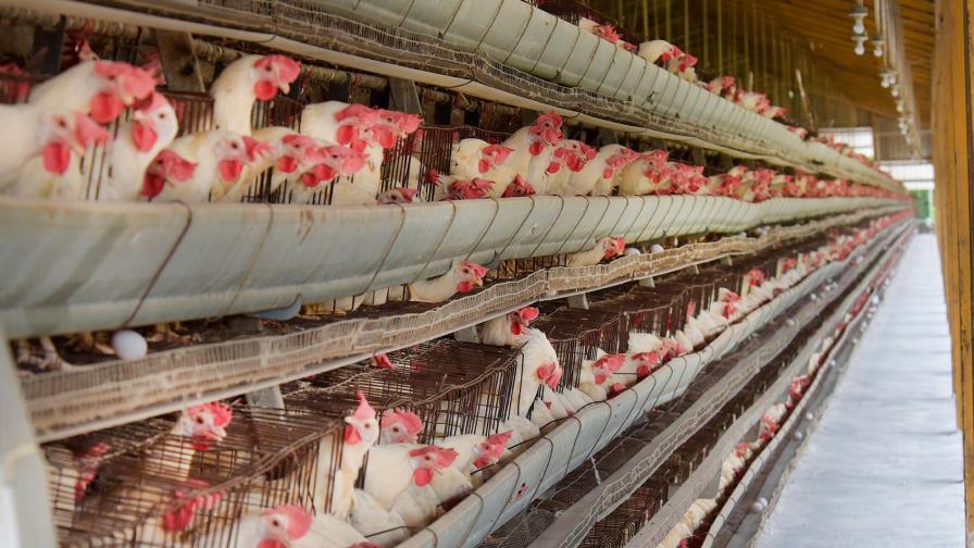 Autoridades de Agricultura se reúnen con avicultores 