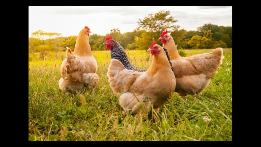 Gallinas matan a un zorro que se introdujo en su gallinero