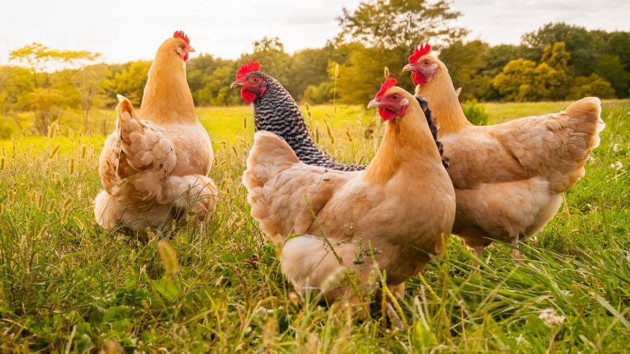 Ambientalistas proponen que portugueses tengan gallina en casa para reciclar