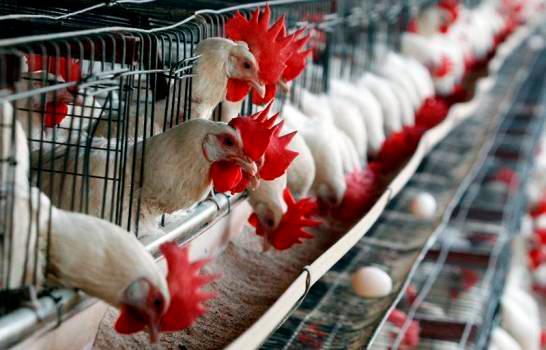 Asociación de Industrias de la República Dominicana confía en acciones del sector avícola 