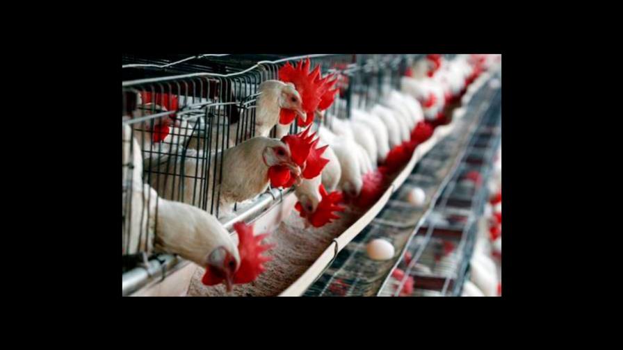 Sector agropecuario sería uno de los más afectados si baja turismo dominicano 