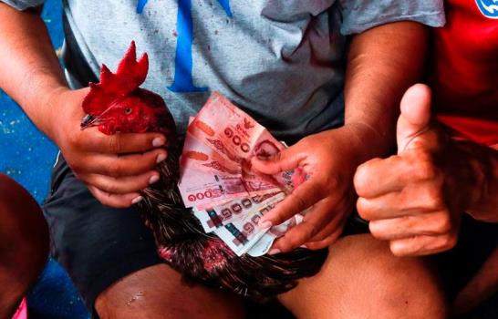 Las lidias de gallos atraen a miles que invierten millones de dólares en Tailandia