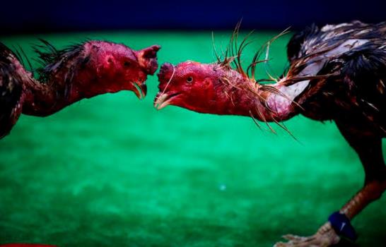 Las lidias de gallos atraen a miles que invierten millones de dólares en Tailandia