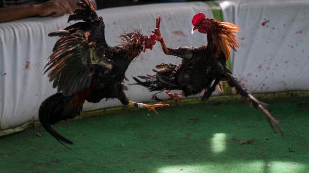 A 100 mil gallos se les saca acta de nacimiento en Coliseo Bonetti Burgos -  Diario Libre