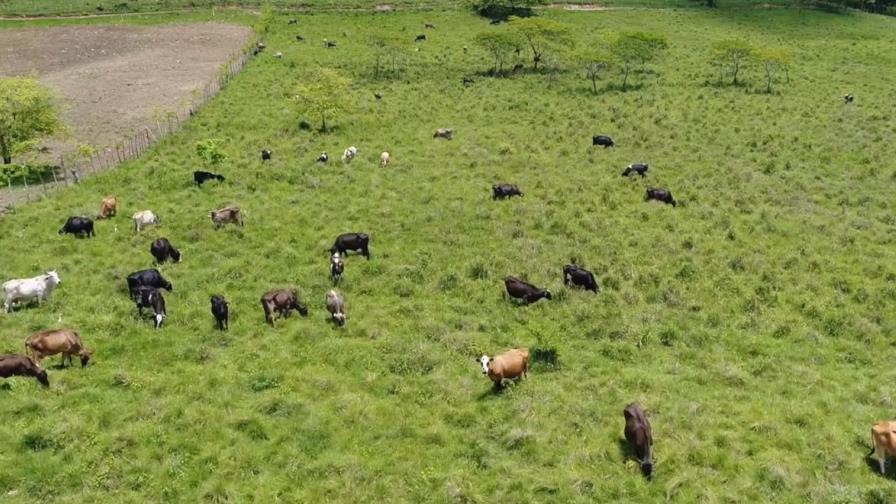 Falta de política integrada entre las barreras que afectan ganadería RD Falta de política integrada entre las barreras que afectan ganadería RD