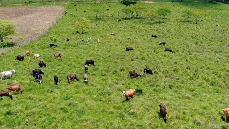 Ganaderos dominicanos se movilizarán para exigir aumento del precio de la leche en finca 
