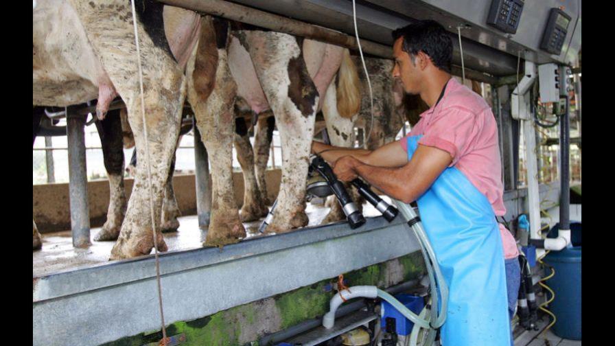 América debe buscar un sector lácteo más verde y productivo tras pandemia