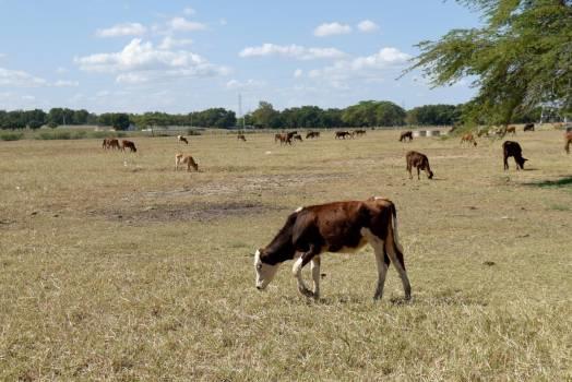 Vacas muertas por sequía costarían más de RD$47 millones