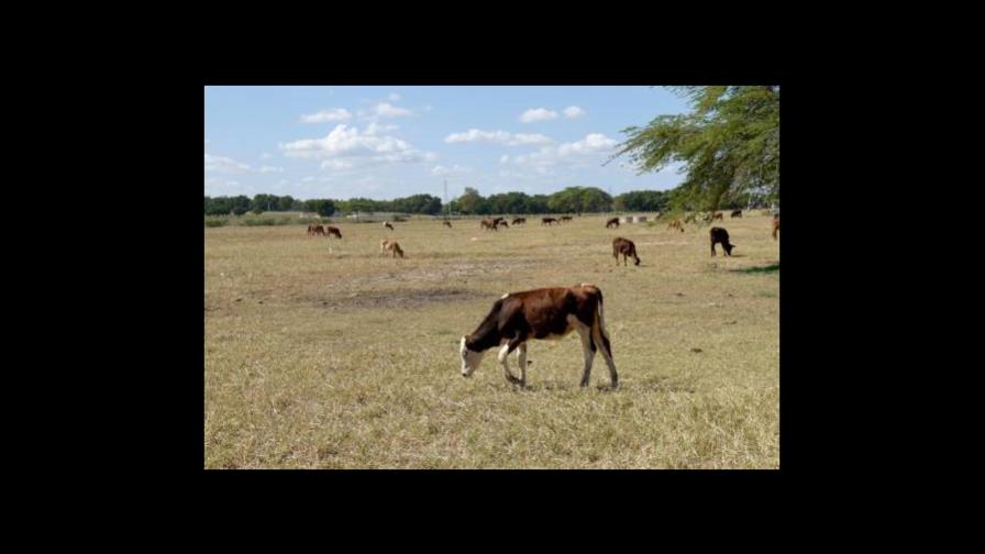Vacas muertas por sequía costarían más de RD$47 millones