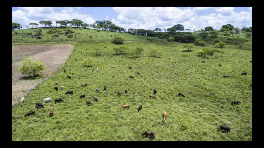 La Dirección General de Ganadería desarrolla campaña “Vacunar es vida”