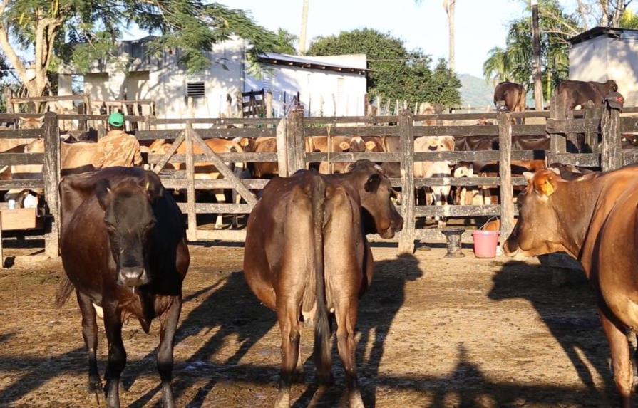 Gobierno dominicano introducirá ganado de alta genética en Higüey