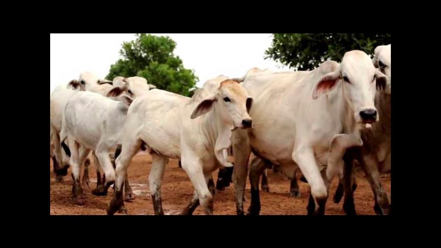 EE.UU. realizará auditorías en República Dominicana para que logre exportar carne de res 