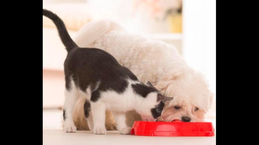 El perro se come la comida del gato El perro se come la comida del gato