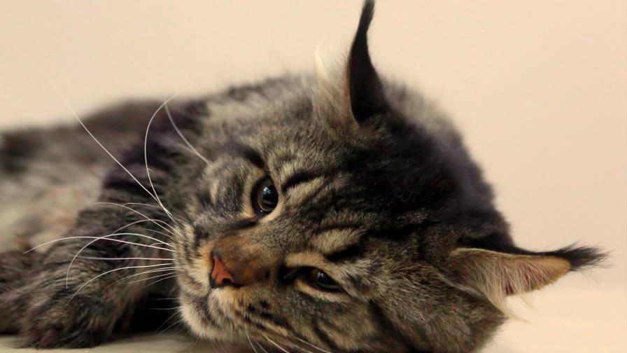 El único gato policía de Austria se da a la fuga