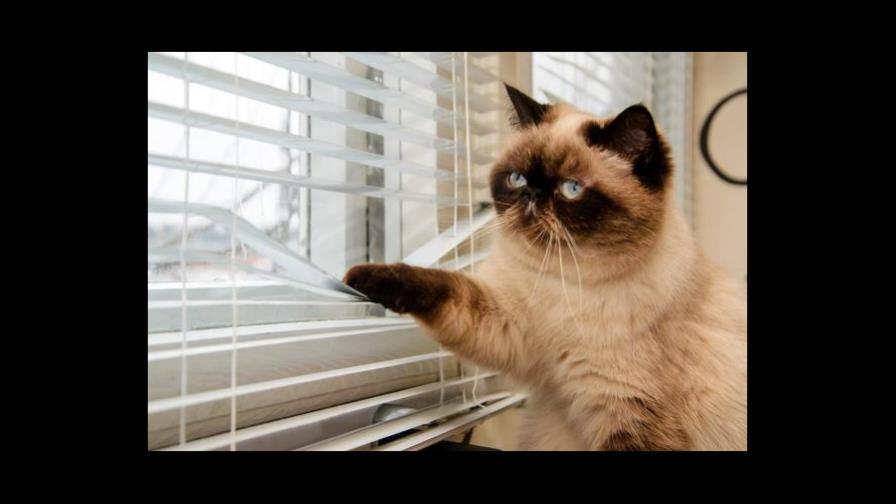 Precauciones para dejar          al gato solo en la casa