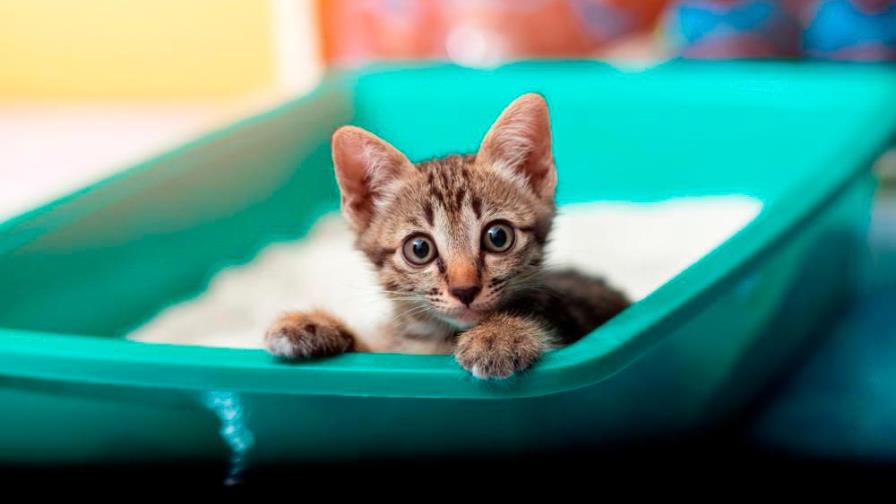 ¿Tienes gato? Celebra, hoy es su día