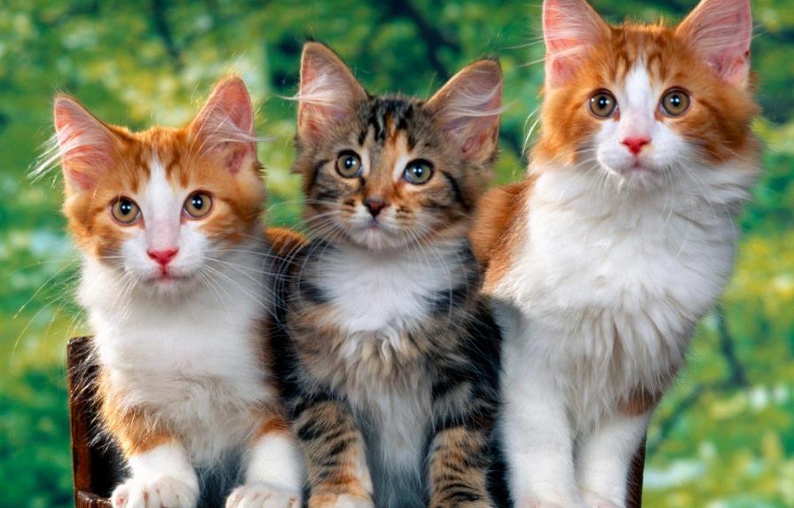 En Miami buscan esterilizar  a miles de gatos callejeros