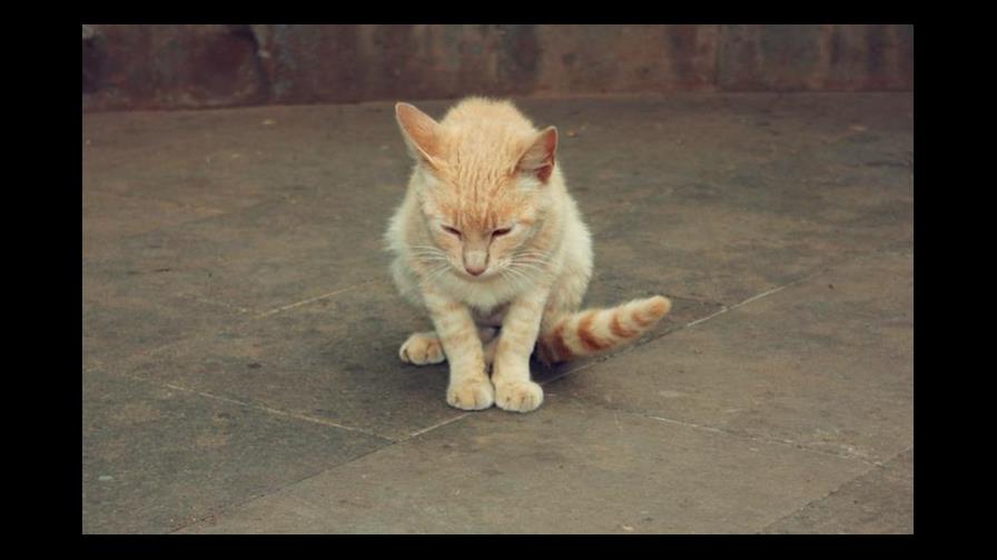 Cantidad de gatos hacen peligrosa calle de Virginia 