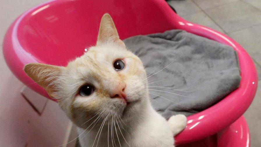 Los gatos pueden contraer la COVID-19 por dormir en la cama de su dueño