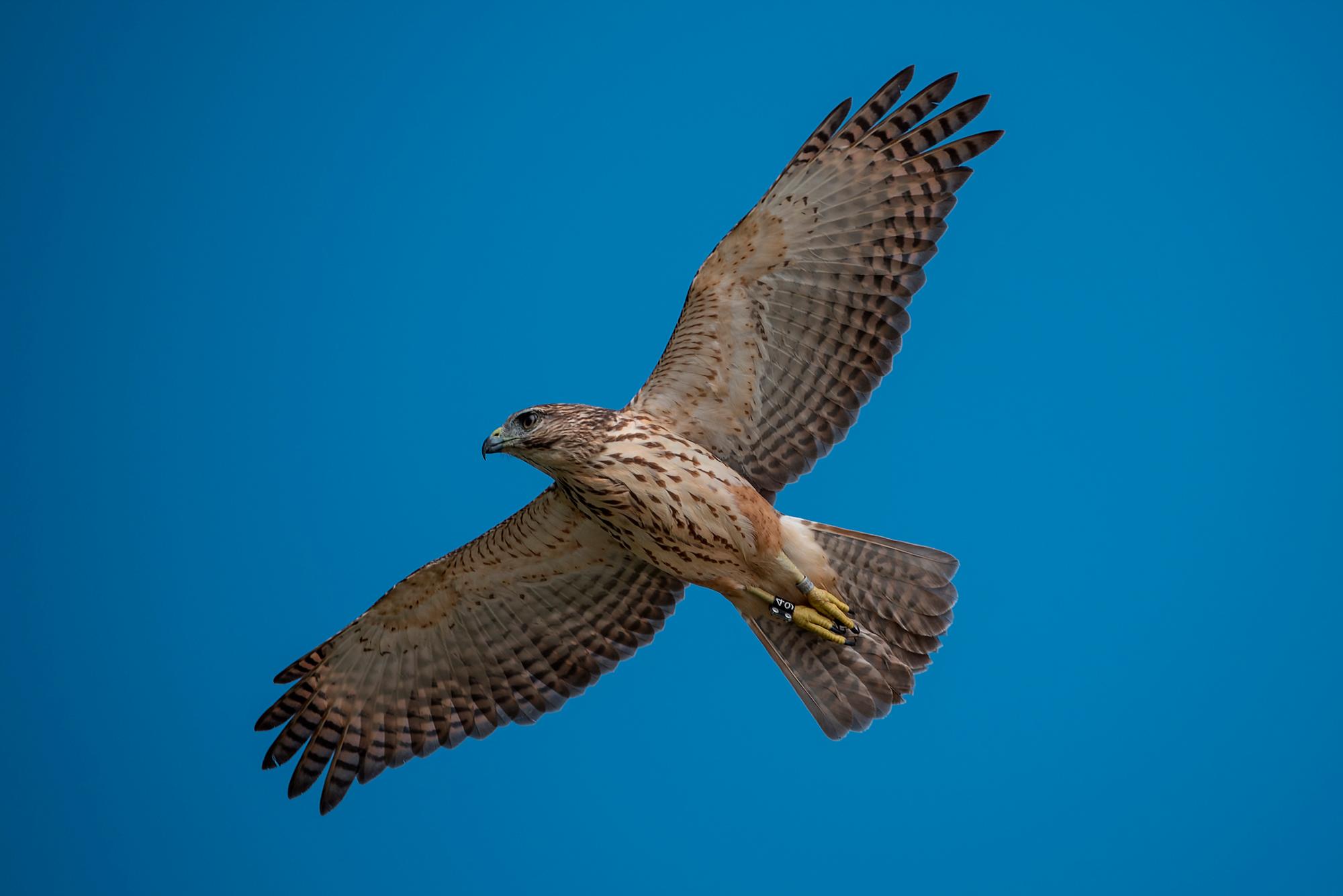 Gavilán del La Hispaniola, Buteo ridwayi, en Punta Cana.