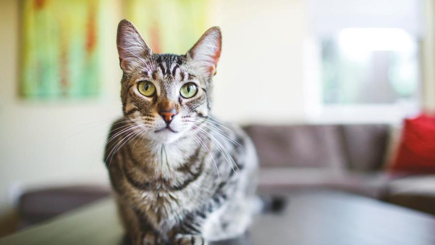 Purina One tiene una nueva línea de nutrición para gatos