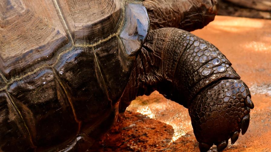 Galápagos tras huellas de tortugas que se creían extintas